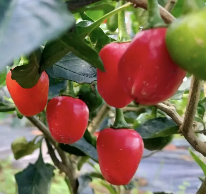 chili