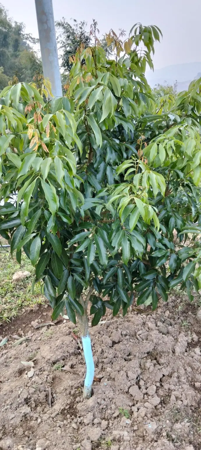 Lichi